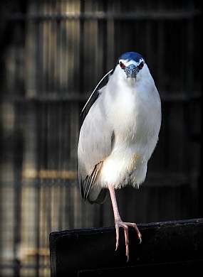 בדרך לפדיקור ..