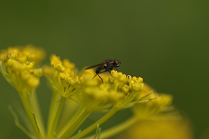 זבוב בארוחה | זבוב על פרח