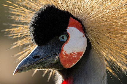 את הירוק שבעין