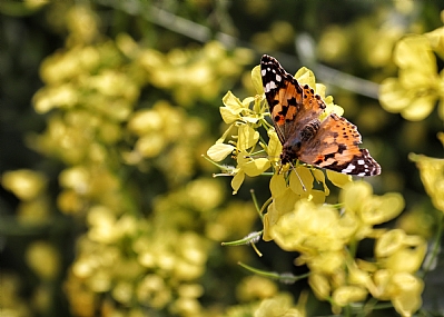 חגיגת נימית החורשף -1