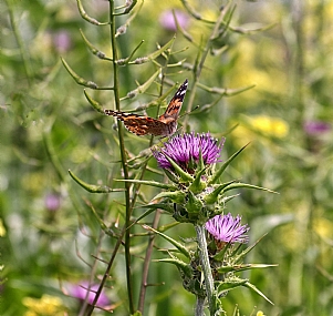 חגיגת נימפית החורשף -3