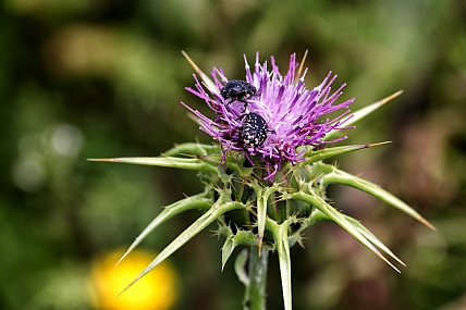 סעודה בשניים