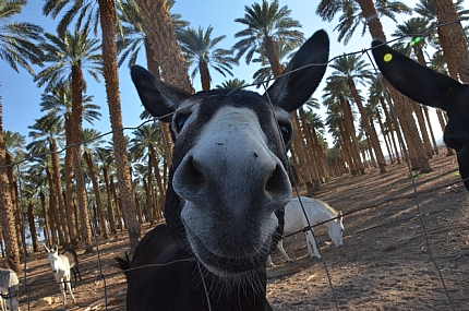 צילום: עודד  סימוביץ