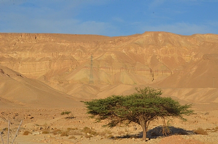 צילום: עודד  סימוביץ