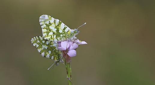 ירוק כנף טלוא