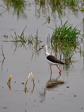בשלוליות החורף | חפמי
