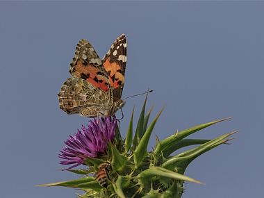 מתכונן לדרך