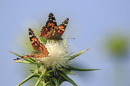 על הפרח הלבן
