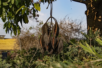 תרמילים ריקים