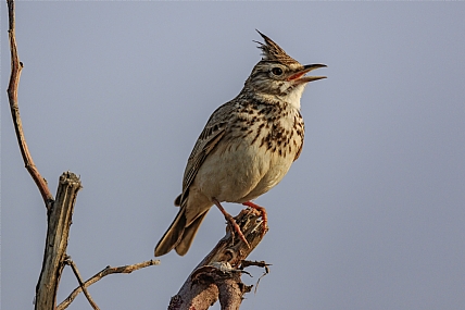 עפרוני מצוייץ 2