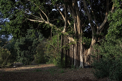 זקן ארוך לי