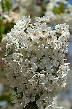 פריחת דובדבנים