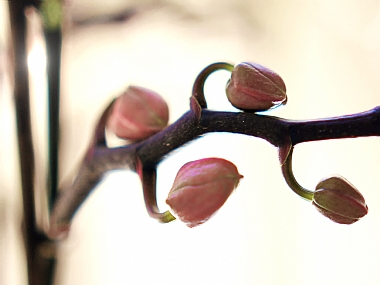 פריחת הסחלב