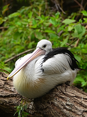 מנוחת הדייג | שקנאי