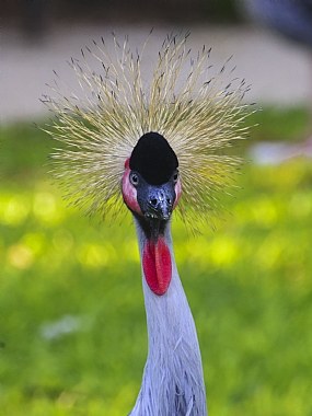 עיינים כחולות | עגורים