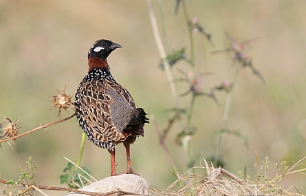פרנקולין שחור