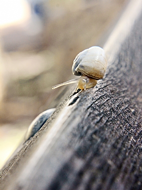 "איטיות היא יופי"