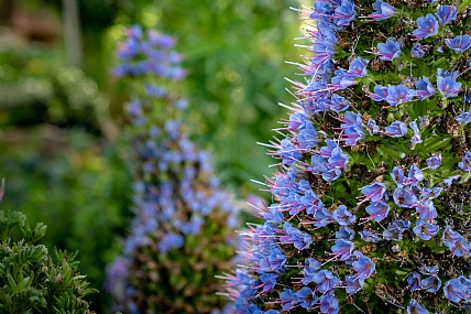 פריחה סגולה