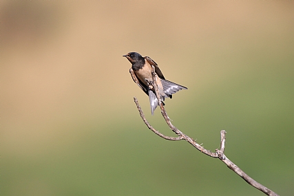 סנונית על הקצה