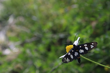 פרפר על פרח