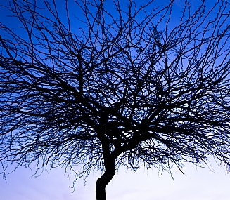 צללית של עץ