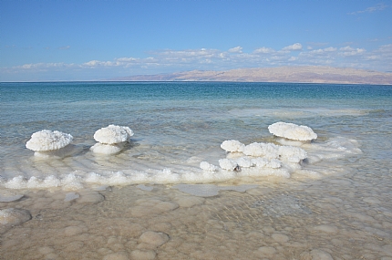 פטריות בים המוות!