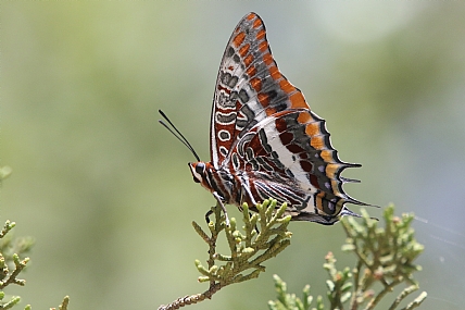 פרפר פרח חי