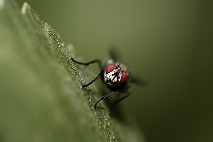 מבט זבובי ערמומי | זבוב
