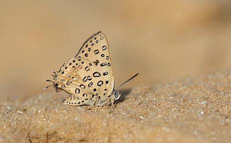 נחושתן נמלים גלילי