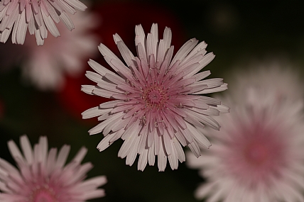 פרחים וורודים | פרחים וורודים