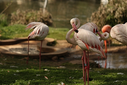 פלמינגו | פלמינגו