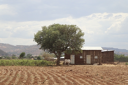 עץ בקצה השדה 