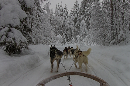 מזחלות כלבים