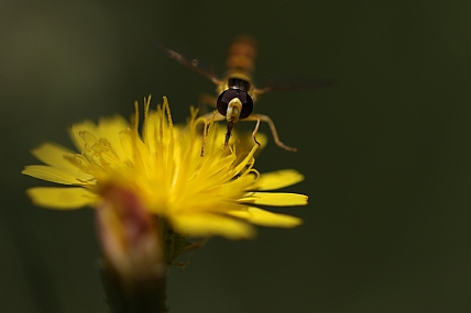 בגובה העיניים