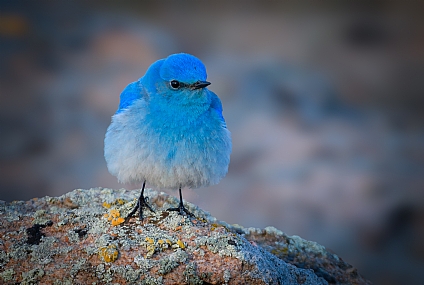 Mountain Bluebird,גוזל