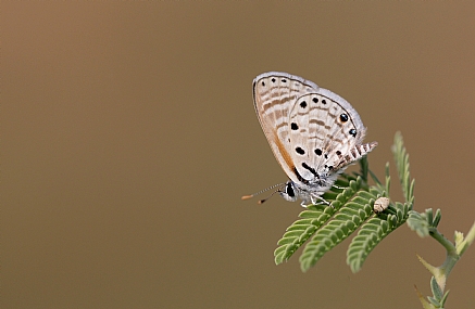 כחלון הינבוט
