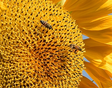 פגישה בחדר האוכל