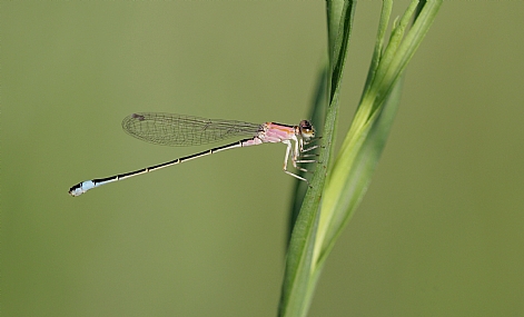 חיצית הדורה