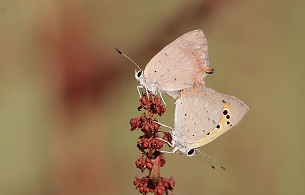 נחושתן הארכובית