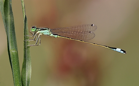 חיצית הדורה 1