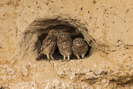 שלישיית תנשמות 