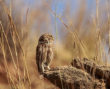 ינשופ בהמתנה