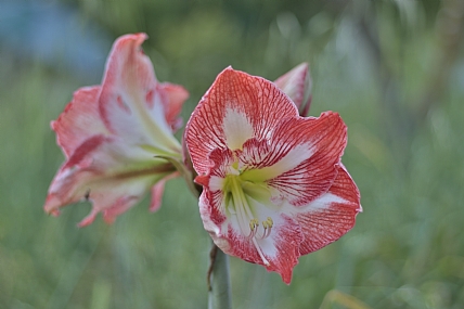 צילום: יוסף שפילברג