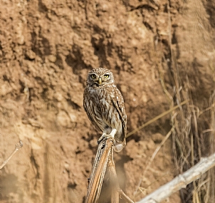 ינשוף בהמתנה