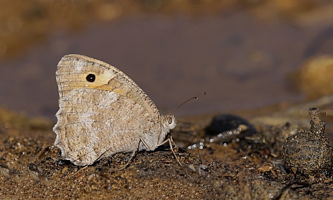 סטירית חרמונית