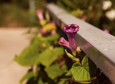 פורח תחת מעקה-2