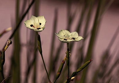 צמח דיאטס דו גווני