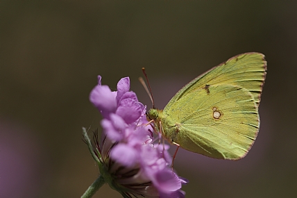 פרפר קטן שלי