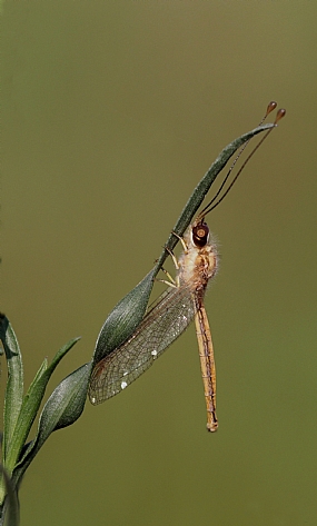 ארימחוש שעיר 1