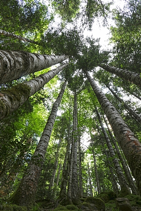 לתפוס את הגובה